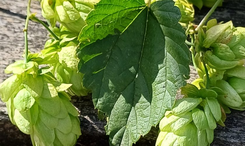 Hopfenernte bei Reinibräu