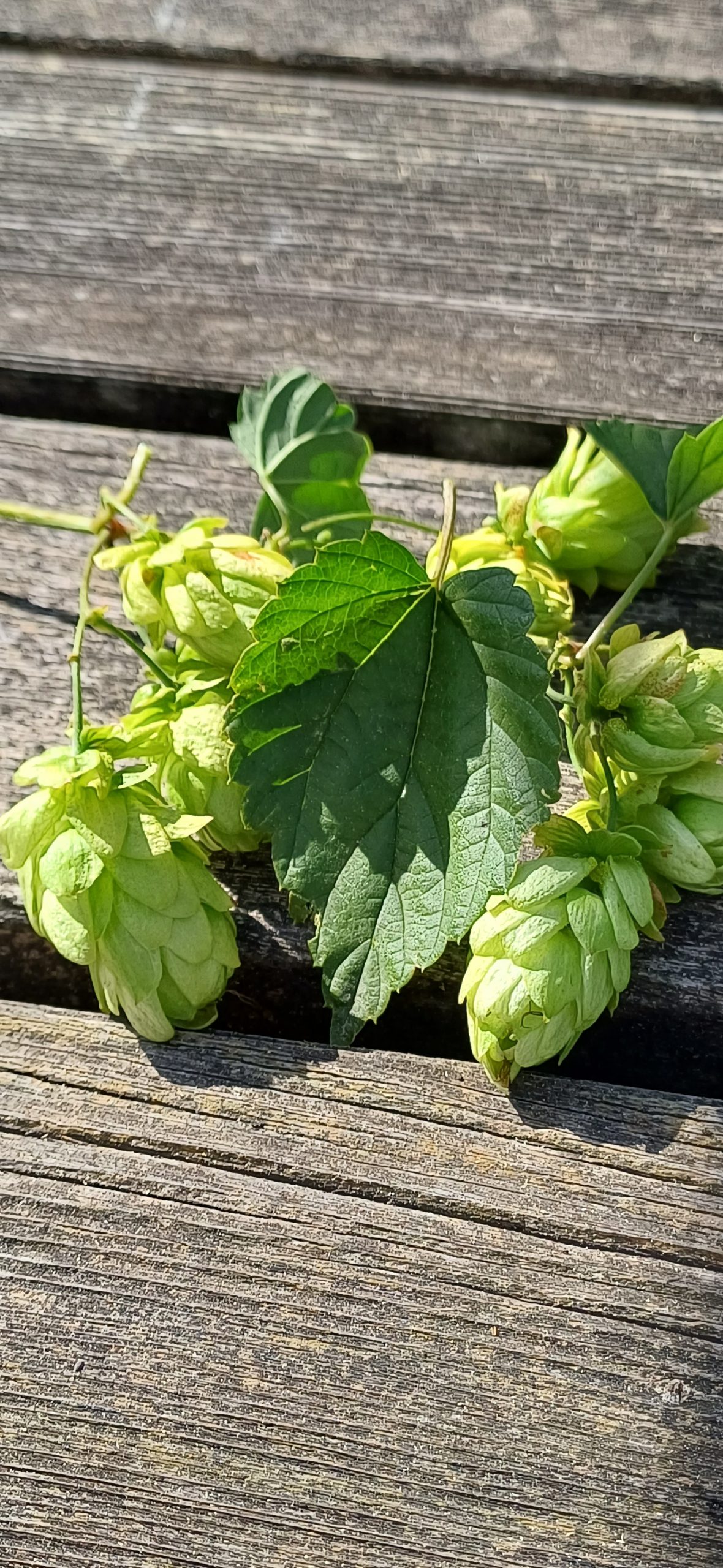 Hopfenernte bei Reinibräu