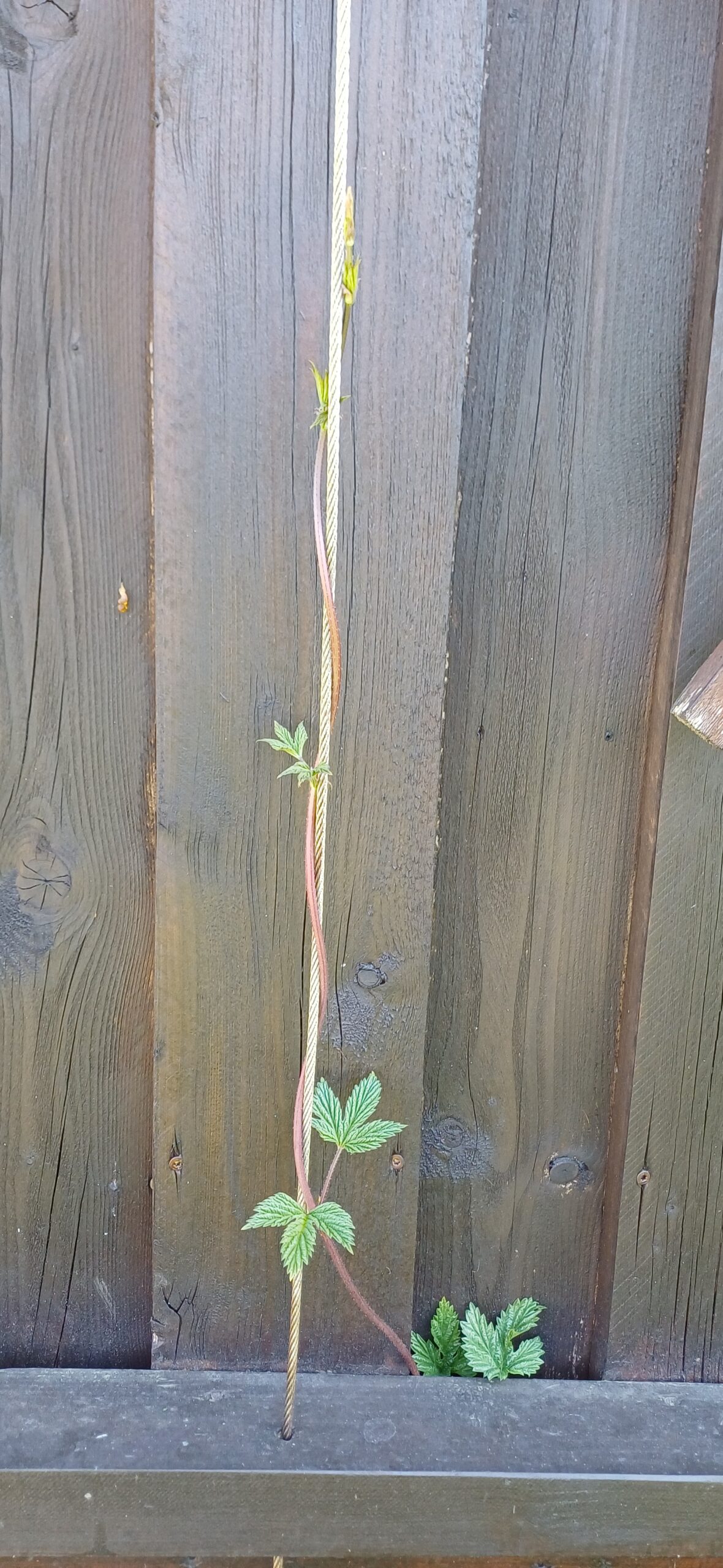 Der Hopfen wächst schon