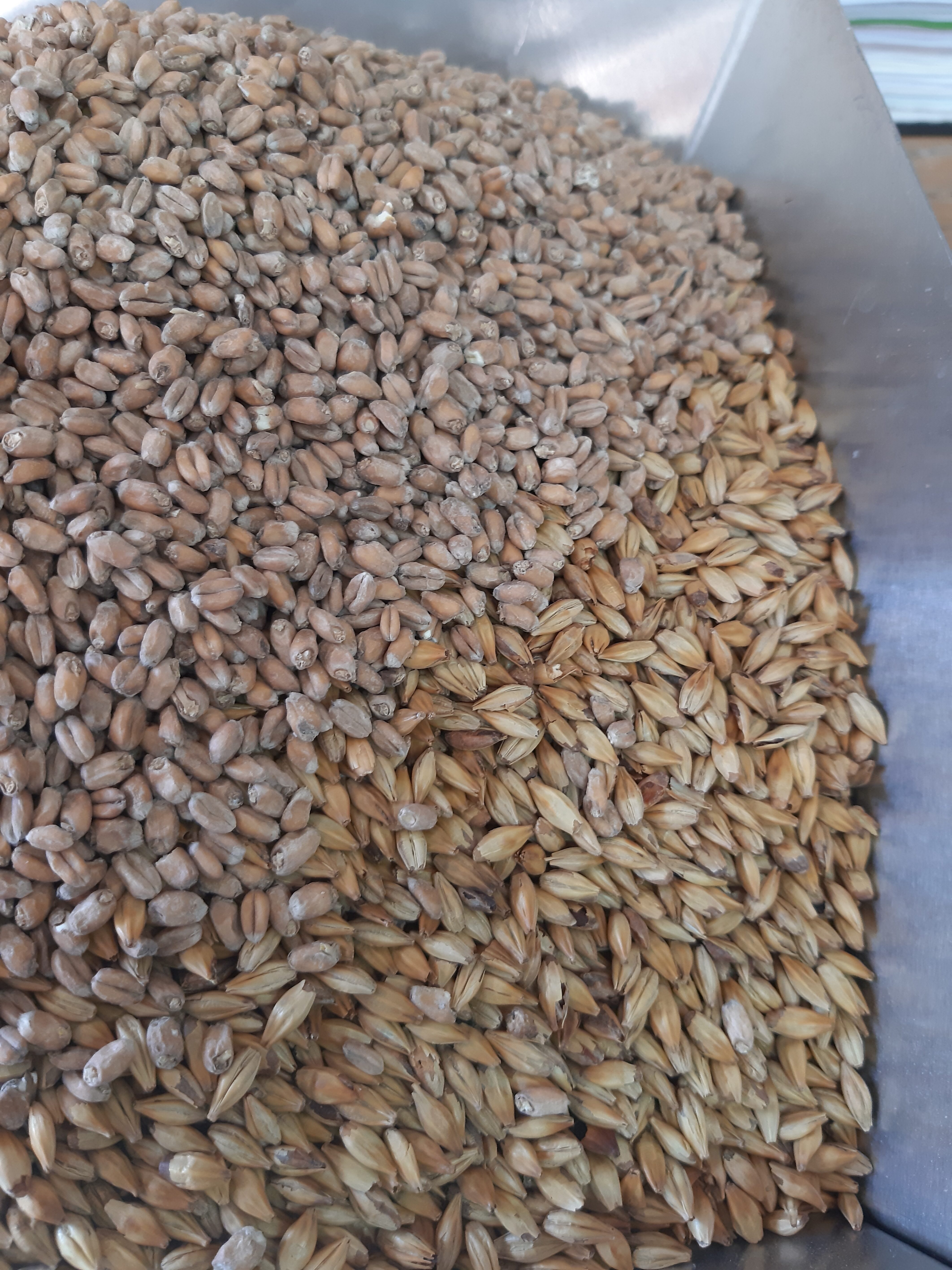 Weizenmalz und Pilsnermalz für Weizenbier
