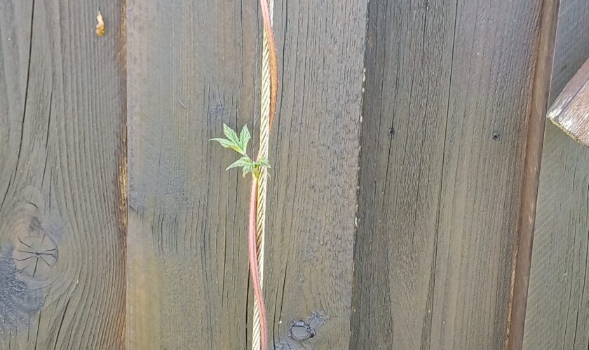 Der Hopfen wächst schon